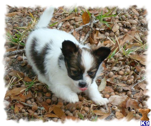 Papillon Puppies